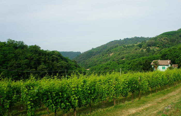 Colli Euganei, giro cicloturistico settore nord-ovest, Bastia Rovolon Bagnara Vo Carbonara