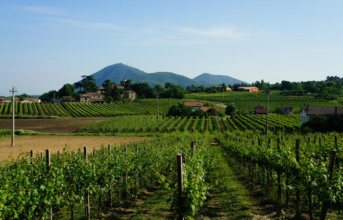 Colli Euganei, giro cicloturistico settore ovest, Vo Valnogaredo Fontanafredda Cinto Euganeo Lozzo Atestino Valbona