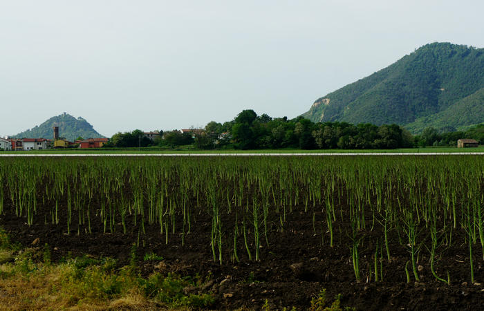 Colli Euganei, giro cicloturistico settore sud-est, Battaglia Terme, Arquà Petrarca, Monselice, Castello del Catajo