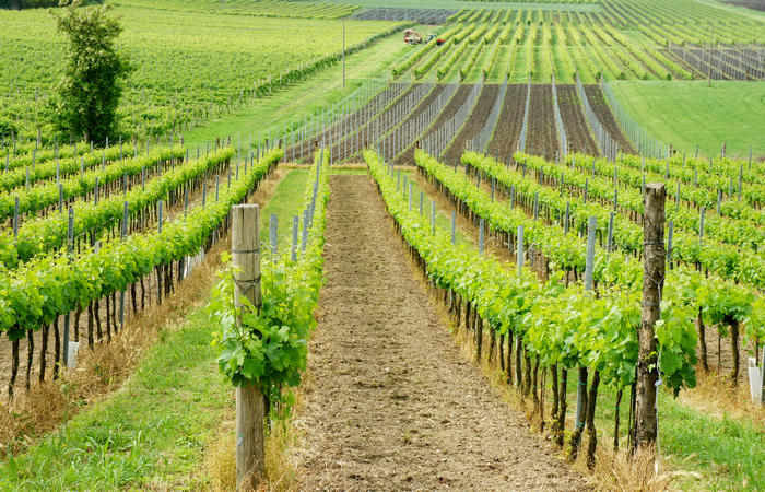 Colli Euganei, giro cicloturistico settore sud-est, Battaglia Terme, Arquà Petrarca, Monselice, Castello del Catajo
