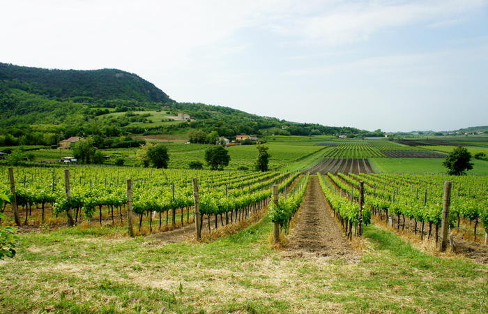 Colli Euganei, giro cicloturistico settore sud-est, Battaglia Terme, Arquà Petrarca, Monselice, Castello del Catajo