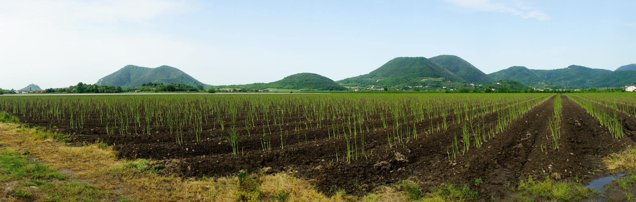 Castello della Lispida verso Valsanzibio