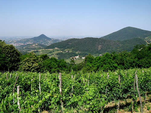Roverello, Faedo, monte di Lozzo - mountain bike