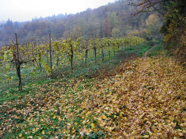 Colli di Teolo, Frassenelle, Monte Grande, Calto Pendice - giro in mountain bike