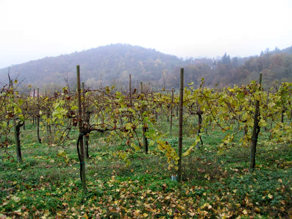 Colli di Teolo, Frassenelle, Monte Grande, Calto Pendice - giro in mountain bike