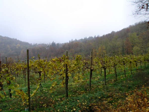 Colli di Teolo, Frassenelle, Monte Grande, Calto Pendice - giro in mountain bike