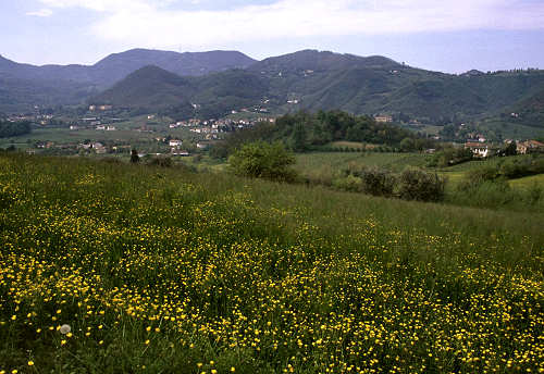 Colli Euganei