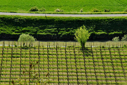 Cinto Euganeo, Colli Euganei