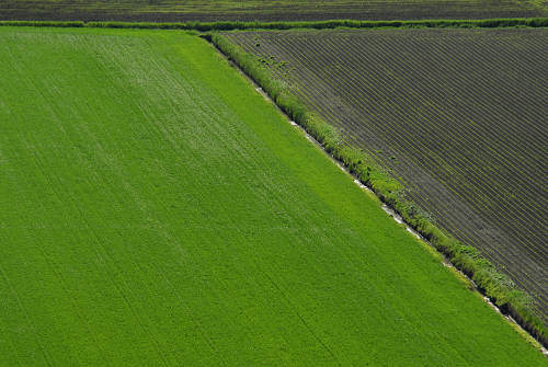 Cinto Euganeo, Colli Euganei