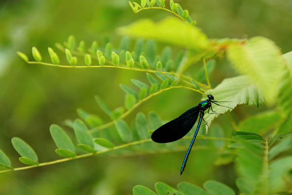 riserva naturale Vincheto di Celarda a Feltre, lungo il fiume Piave