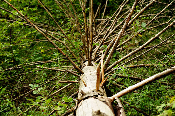 riserva naturale Vincheto di Celarda a Feltre, lungo il fiume Piave