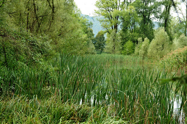 riserva naturale Vincheto di Celarda a Feltre, lungo il fiume Piave