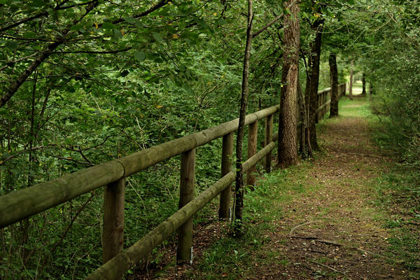 riserva naturale Vincheto di Celarda a Feltre, lungo il fiume Piave