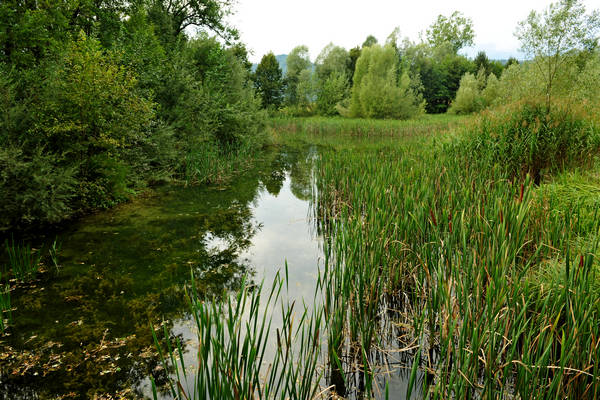 riserva naturale Vincheto di Celarda a Feltre, lungo il fiume Piave