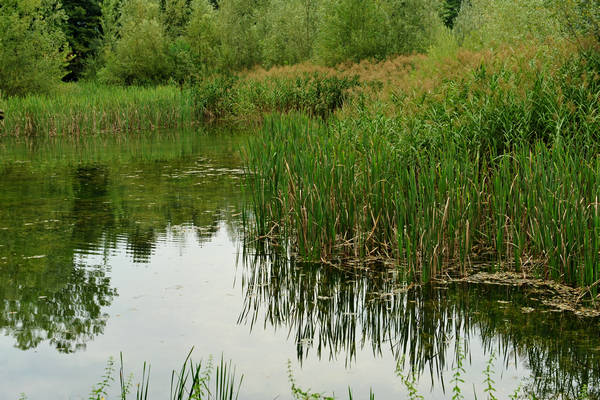 riserva naturale Vincheto di Celarda a Feltre, lungo il fiume Piave