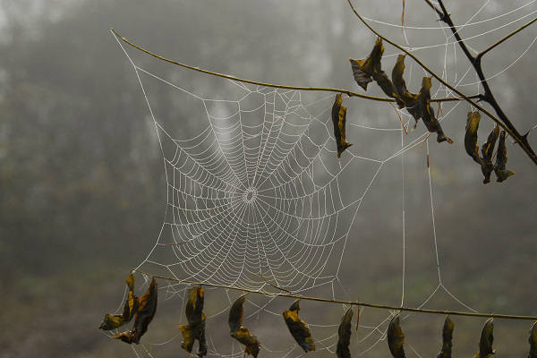 Facen di Pedavena, Santa Susanna
