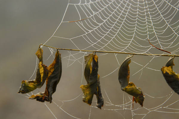 Facen di Pedavena, Santa Susanna