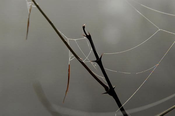 Facen di Pedavena, Santa Susanna