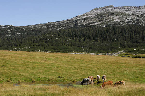 Piani Eterni, Dolomiti Bellunesi