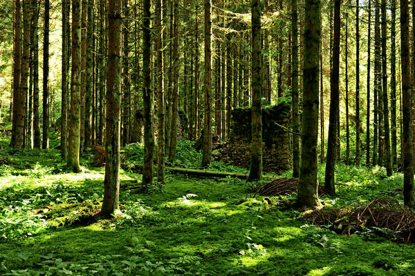 Pian dei Violini in Val San Martin Vignui di Feltre, Parco Nazionale Dolomiti Bellunesi