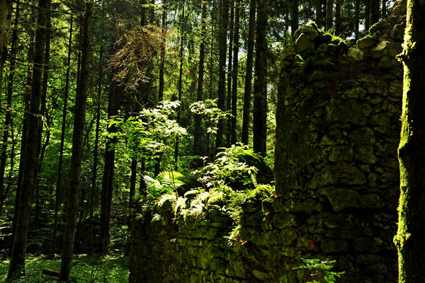 Pian dei Violini in Val San Martin Vignui di Feltre, Parco Nazionale Dolomiti Bellunesi