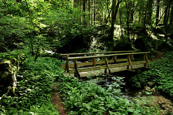 Pian dei Violini in Val San Martin Vignui di Feltre, Parco Nazionale Dolomiti Bellunesi