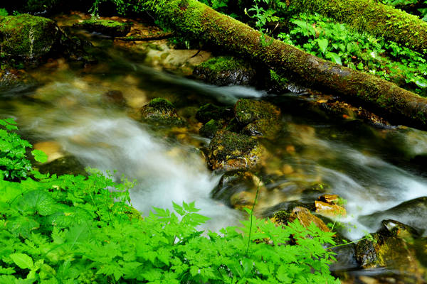 Pian dei Violini in Val San Martin Vignui di Feltre, Parco Nazionale Dolomiti Bellunesi