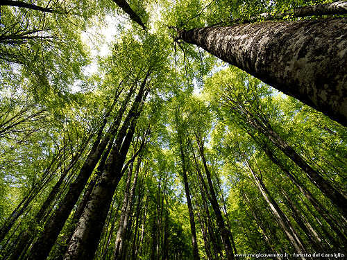 foresta Cansiglio