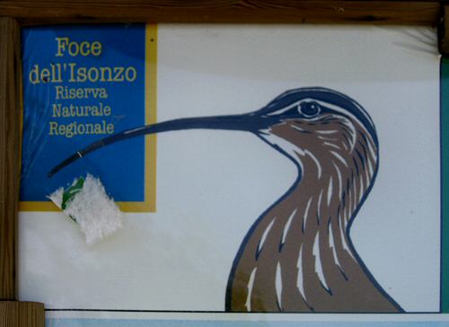 Foce fiume Isonzo - Caneo