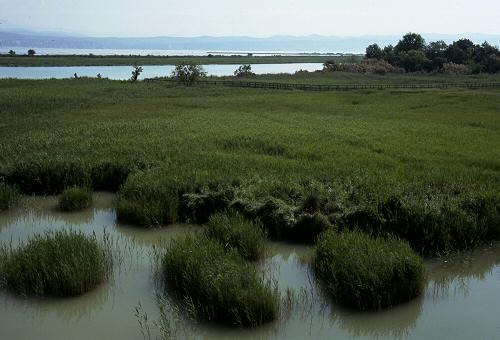 oasi Caneo a punta Sdobba di Fossalon di Grado