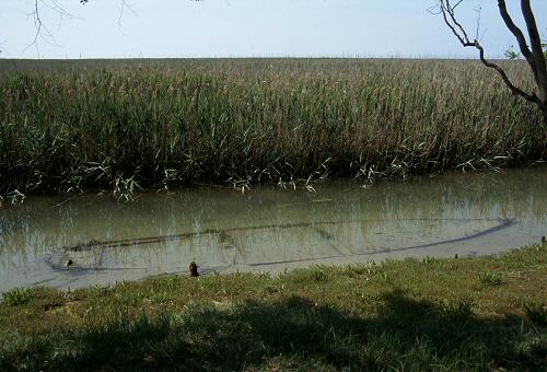 Caneo, canneto foce fiume Isonzo