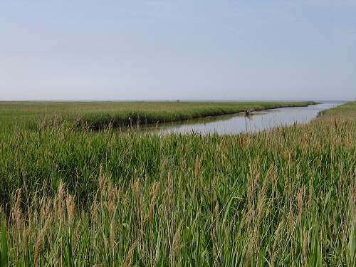 oasi Caneo a punta Sdobba di Fossalon di Grado