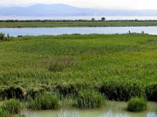 oasi Caneo a punta Sdobba di Fossalon di Grado