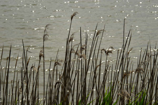 Oasi naturalistica Valle Canal Novo a Marano Lagunare