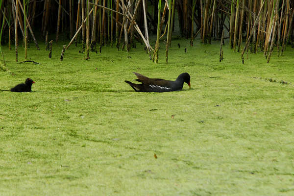 Oasi naturalistica Valle Canal Novo a Marano Lagunare
