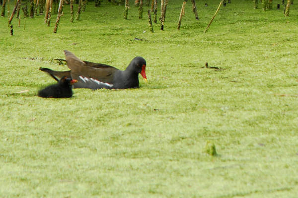 Oasi naturalistica Valle Canal Novo a Marano Lagunare