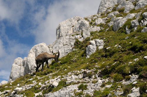 Cima di Terrarossa, Alpi Giulie