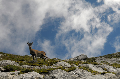 Cima di Terrarossa, Alpi Giulie