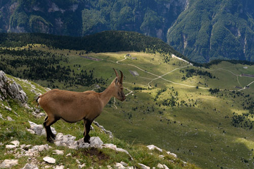 Cima di Terrarossa, Alpi Giulie