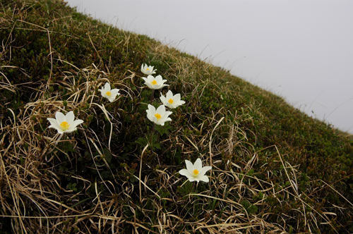 fiori sulla Creta di Timau