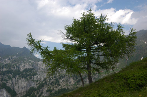 nei pressi del rifugio Casera Pramosio