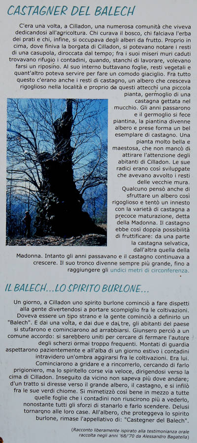 Castagner del Balech a Cilladon di Quero