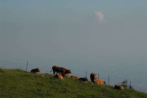 Colli Alti - Monte Grappa