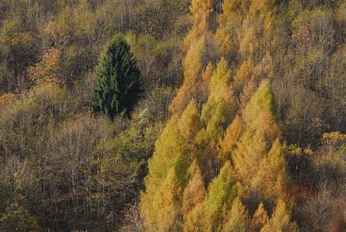 da Madonna del Covolo a Cima Grappa, mulattiera del Covolo - Crespano del Grappa