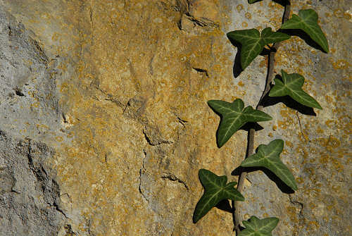 da Madonna del Covolo a Cima Grappa, mulattiera del Covolo - Crespano del Grappa