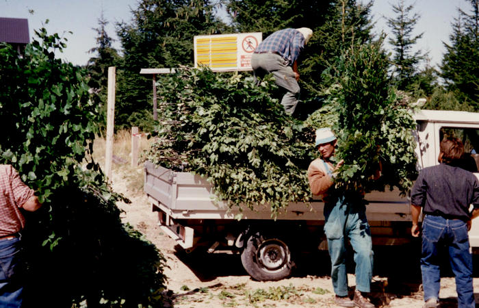 sfojarol di malga Valpore - valle di Seren del Grappa