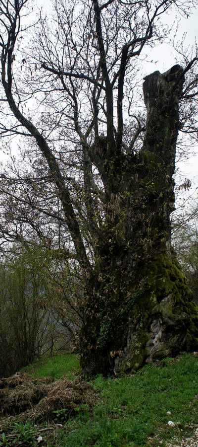 Castagner del Balech a Cilladon di Quero