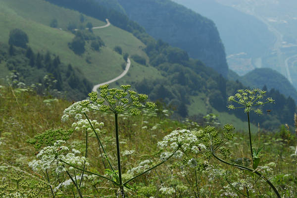 Camposolagna San Giovanni Colli Alti Col Fenilon Finestron Asolone Lepre