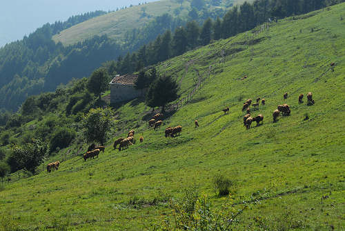 Colli Alti - Monte Grappa