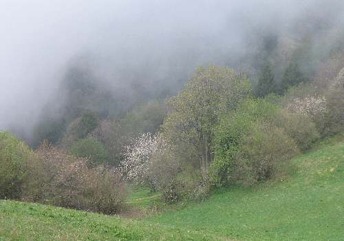 strada delle Penise o Moschina Bassa